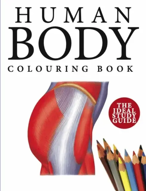 Skynda dig | Human Body Colouring Book