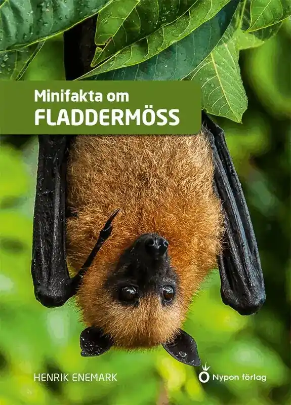 Minifakta om fladdermöss - Tillverkarpris